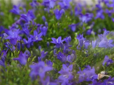 Glockenblume - Einpflanzen in den Garten
