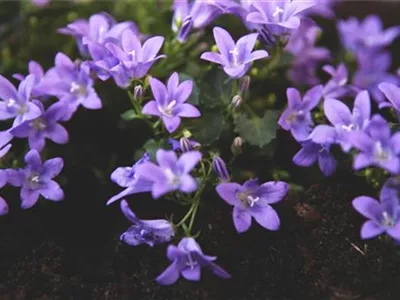 Dalmatiner Polster-Glockenblume - Einpflanzen im Garten