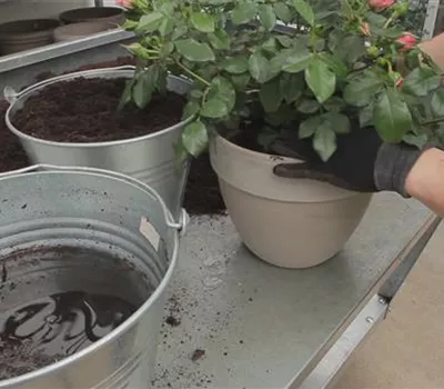 Rosen - Einpflanzen in ein Gefäß Rosen - Einpflanzen in ein Gefäß