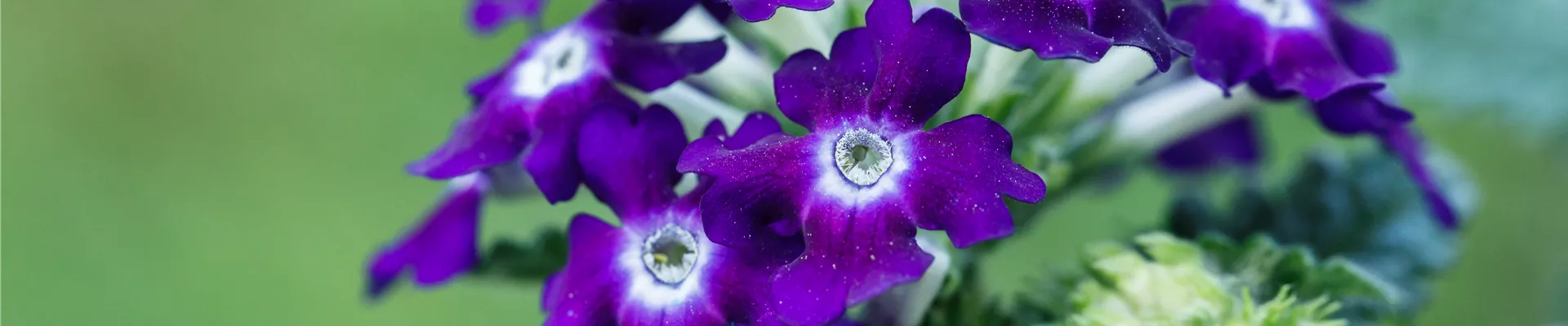 Verbena aufrecht Verbena aufrecht