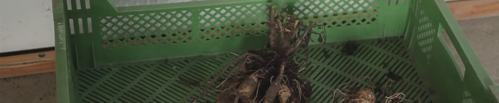 Dahlien - Überwintern (thumbnail)