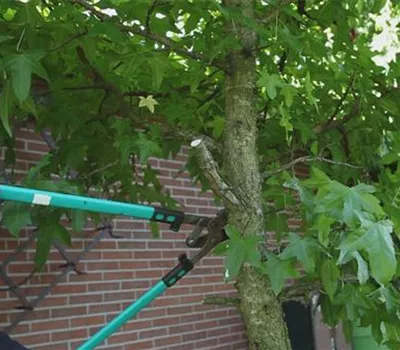 Laubgehölz - Zurückschneiden im Herbst Laubgehölz - Zurückschneiden im Herbst