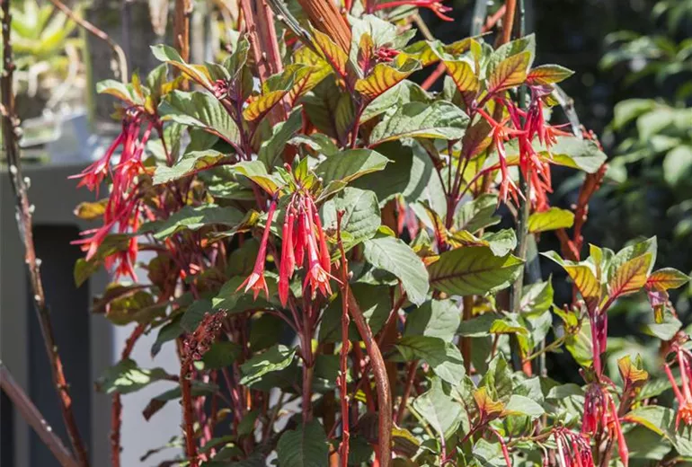 Fuchsia