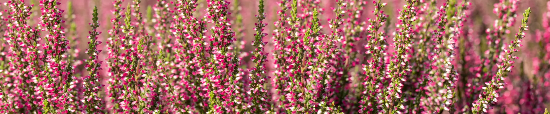 Calluna vulgaris Gardengirls® 'Loki' Calluna vulgaris Gardengirls® 'Loki'