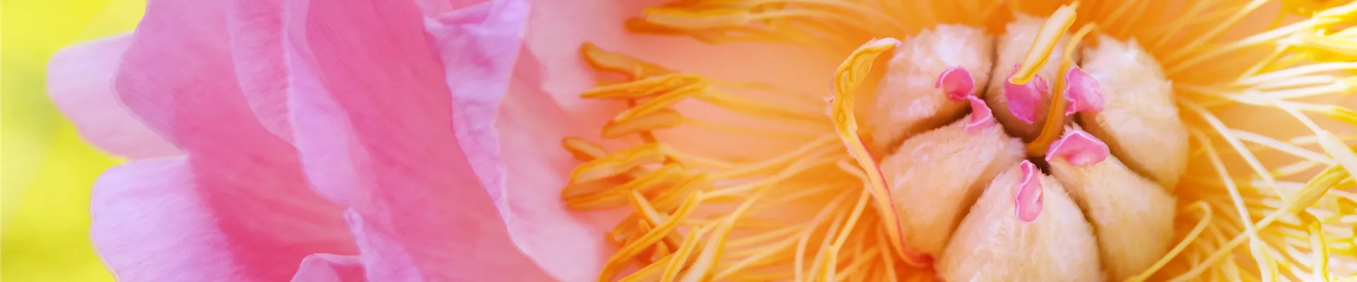 pioenroos_2015_04 pioenroos_2015_04