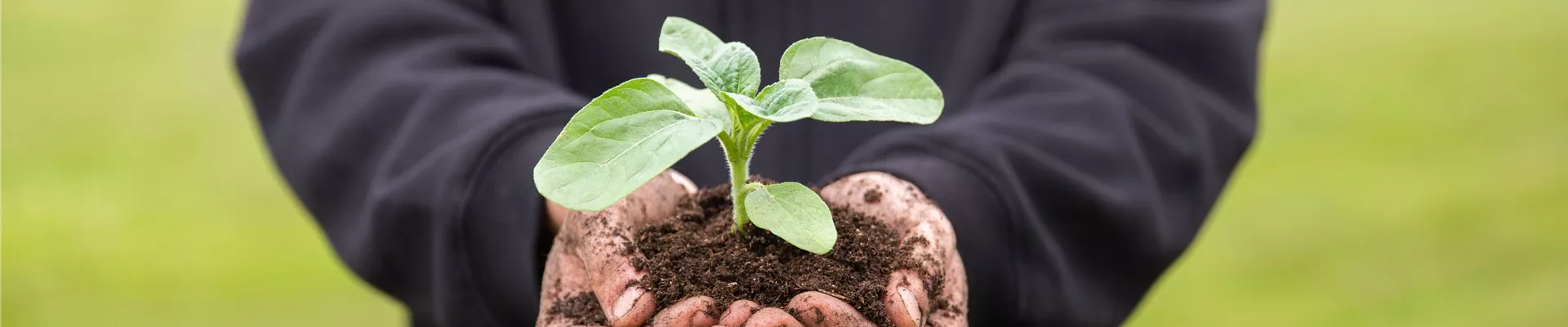 Sonnenblume Sonnenblume