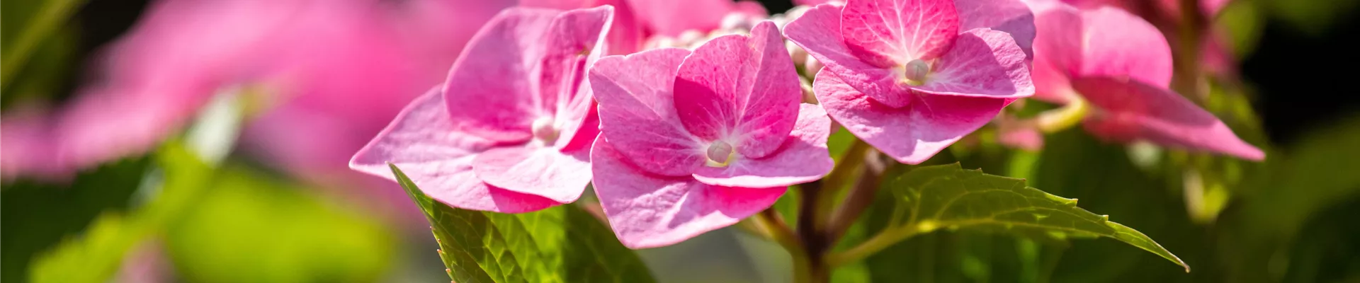 Hydrangea macrophylla, rosa Tellerblüten Hydrangea macrophylla, rosa Tellerblüten