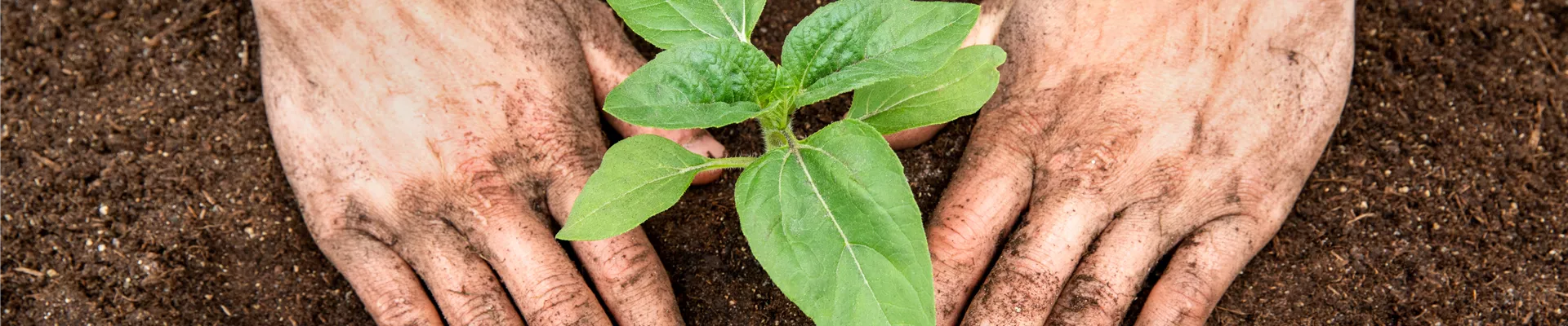 Sonnenblume Sonnenblume