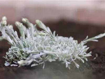 Katzenpfötchen - Einpflanzen im Garten