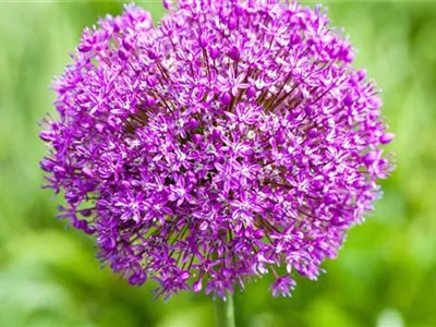 Zierlauch - Einpflanzen im Garten