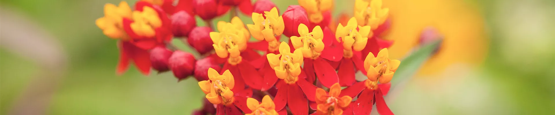 Seidenpflanze - Einpflanzen im Garten (DE) Seidenpflanze - Einpflanzen im Garten (DE)