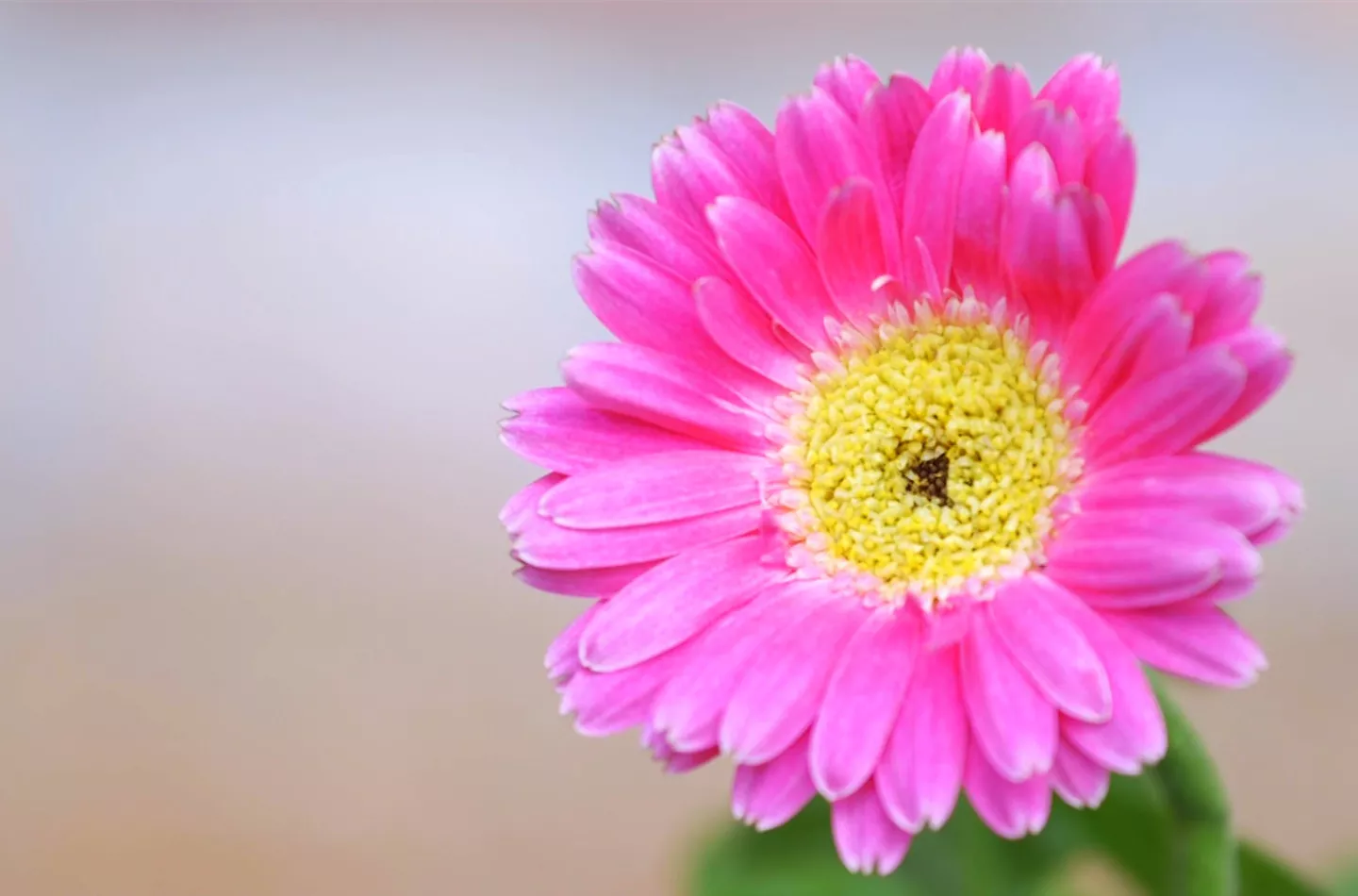 Gerbera - Einpflanzen im Garten