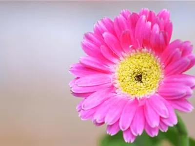 Gerbera - Einpflanzen im Garten