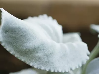 Silberblatt (Senecio) - Einpflanzen im Garten Silberblatt (Senecio) - Einpflanzen im Garten