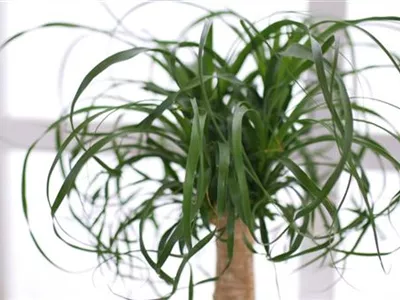 Elefantenfuß - Einpflanzen in ein Gefäß