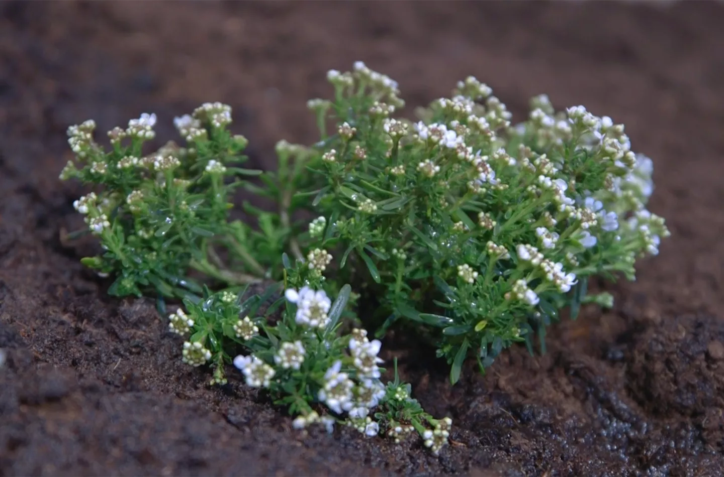 Schleifenblume - Einpflanzen im Garten