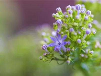 Blaues Halskraut - Einpflanzen im Garten