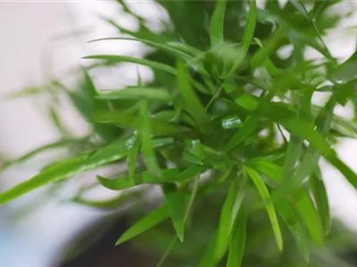 Zierspargel - Einpflanzen in ein Gefäß