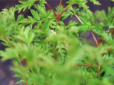 Geißbart - Einpflanzen im Garten