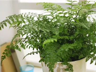 Nestfarn - Einpflanzen in ein Gefäß