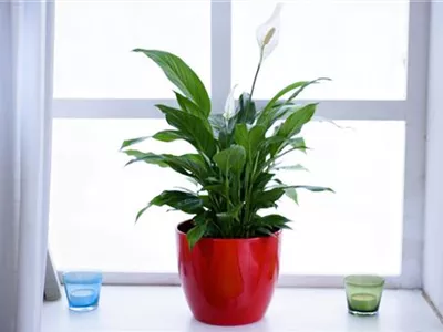 Scheidenblatt - Einpflanzen in ein Gefäß