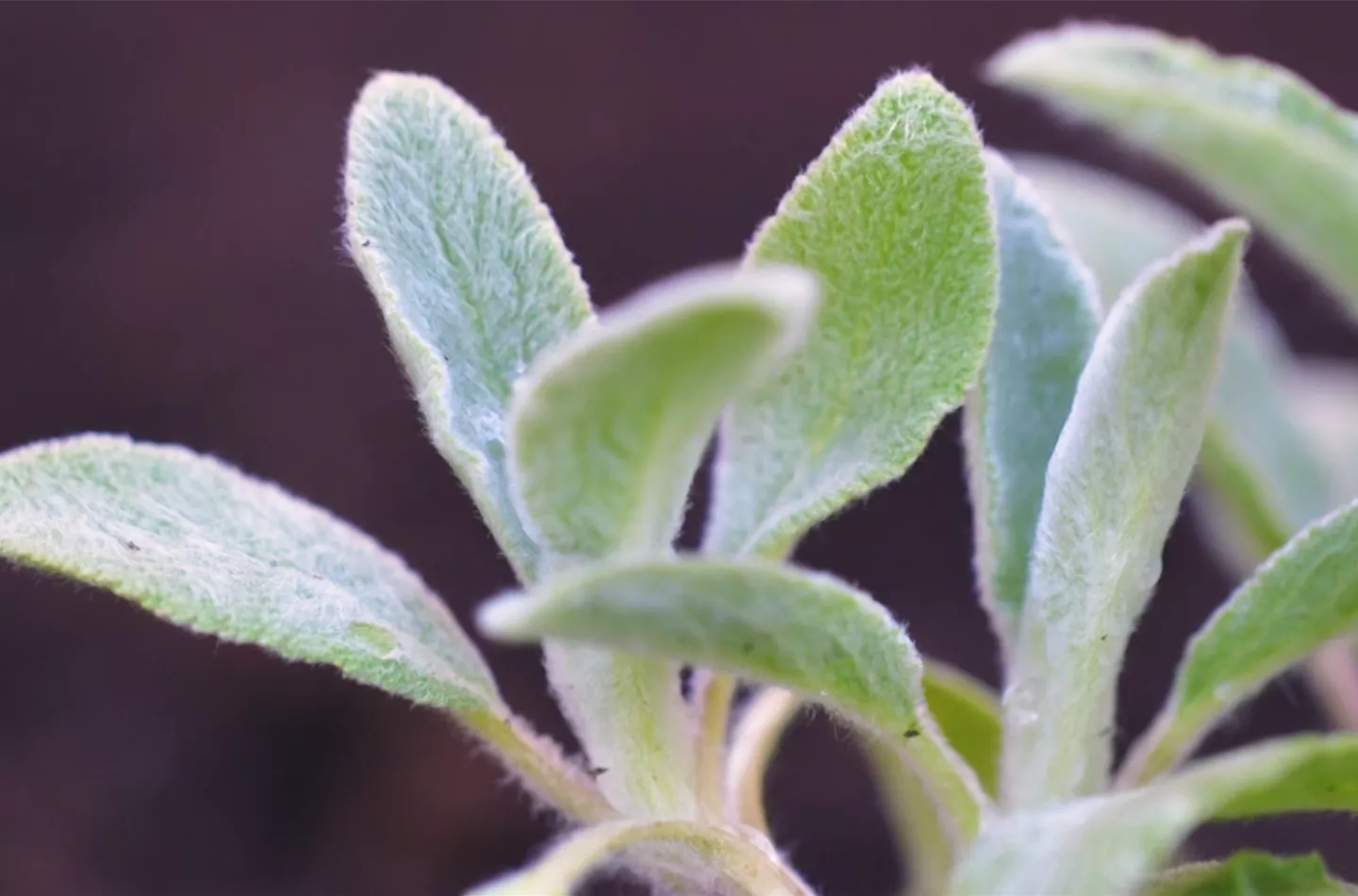 Woll-Ziest - Einpflanzen im Garten Woll-Ziest - Einpflanzen im Garten