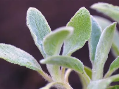 Woll-Ziest - Einpflanzen im Garten Woll-Ziest - Einpflanzen im Garten