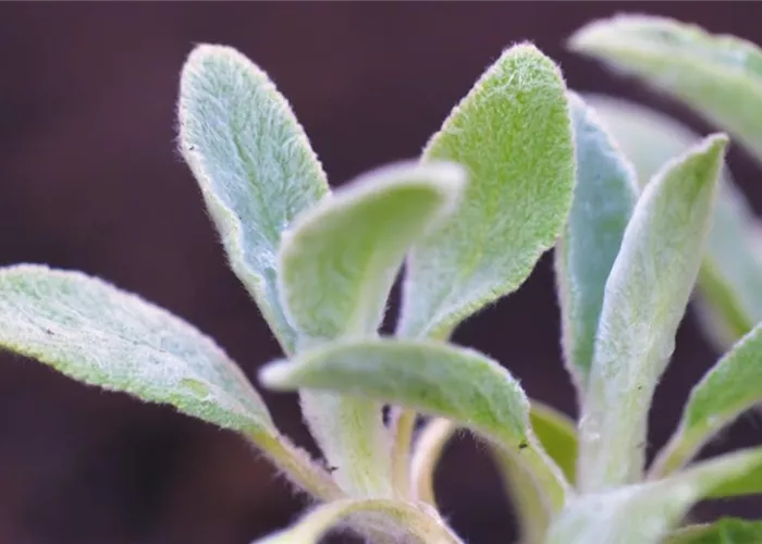 Woll-Ziest - Einpflanzen im Garten Woll-Ziest - Einpflanzen im Garten