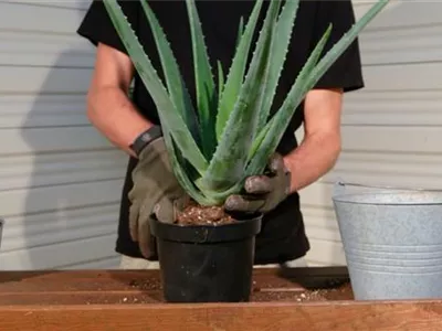 Aloe Vera - Umtopfen