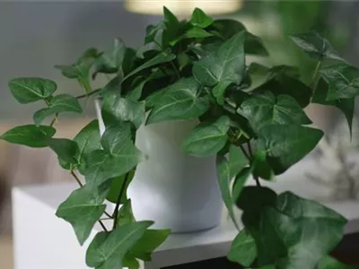 Zimmerpflanzenportrait - Efeu