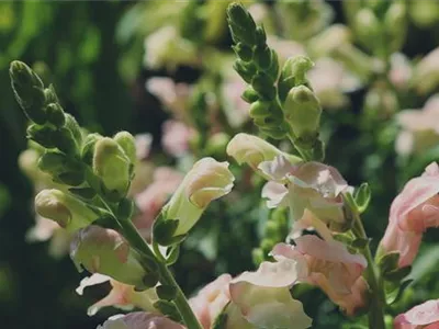 Löwenmaul - Einpflanzen im Garten