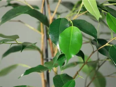 Zimmerpflanzenportrait - Birkenfeige