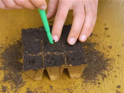 Gemüsepaprika - Aussaat