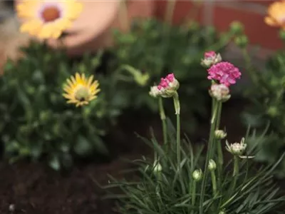 Strandgrasnelke - Einpflanzen im Garten