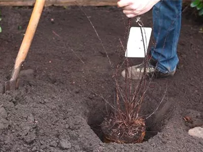 Strauchspiere - Einpflanzen im Garten