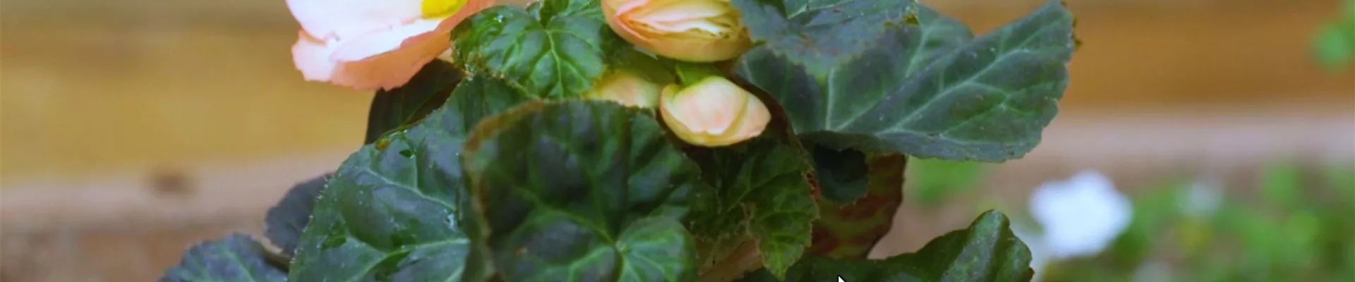 Knollenbegonie - Einpflanzen im Garten (thumbnail)