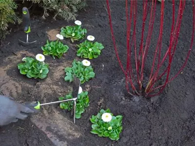 Gänseblümchen - Einpflanzen im Garten