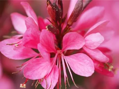 Prachtkerze - Einpflanzen im Garten