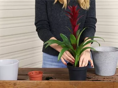 Bromelie - Einpflanzen in ein Gefäß