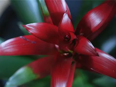 Bromelie (rot) - Umtopfen