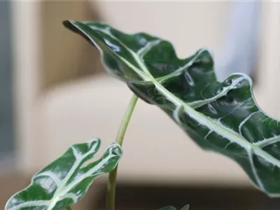 Pfeilblatt- Umtopfen