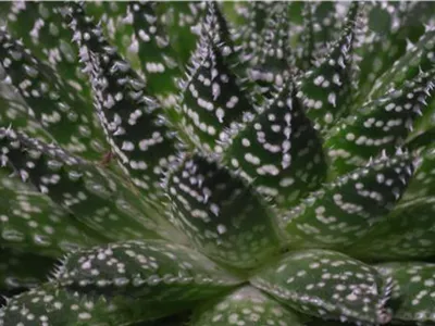 Haworthia - Umtopfen