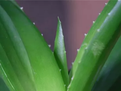 Aloe Vera (klein) - Umtopfen