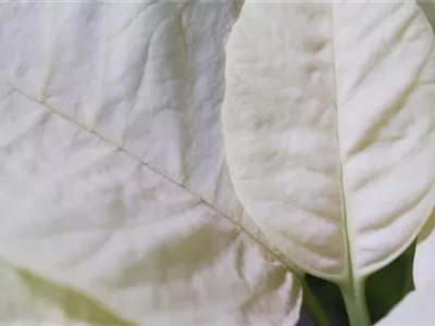 Weihnachtsstern (gelb) - Umtopfen