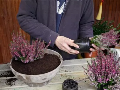 Knospenheide - Einpflanzen in ein Gefäß