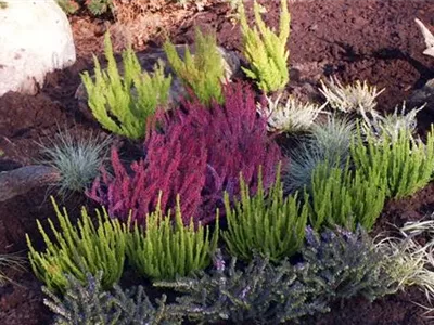 Ein Heidebeet anlegen