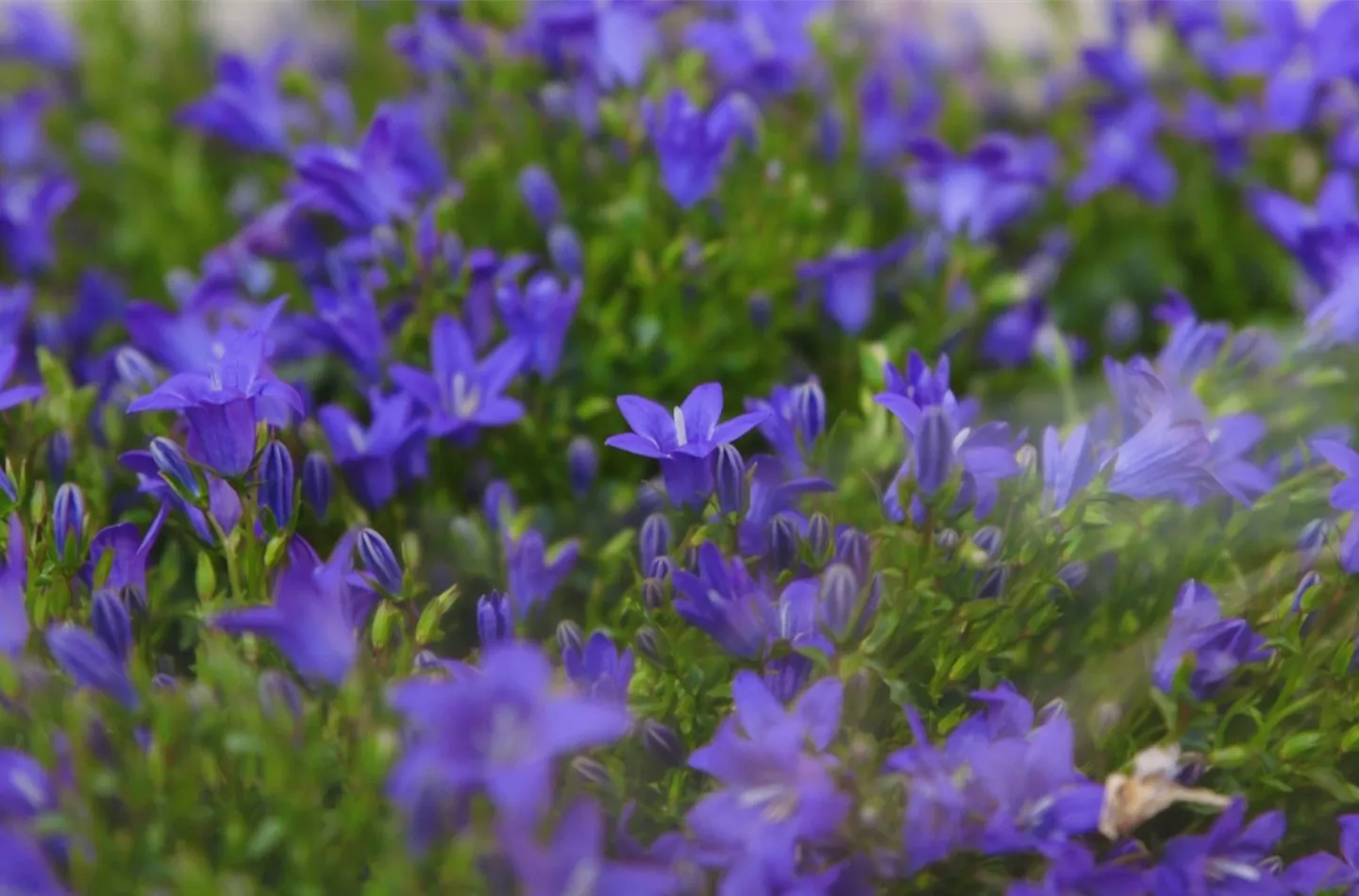 Glockenblume - Einpflanzen in den Garten