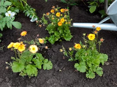 Nelkenwurz - Einpflanzen im Garten Nelkenwurz - Einpflanzen im Garten