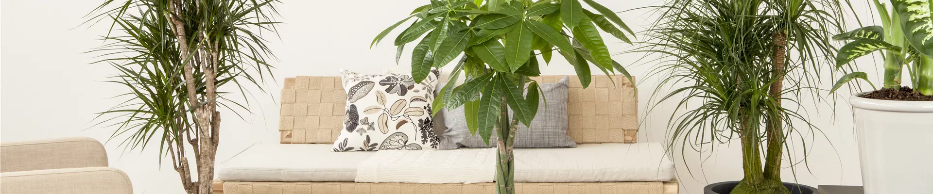 Beaucarnea recurvata Beaucarnea recurvata