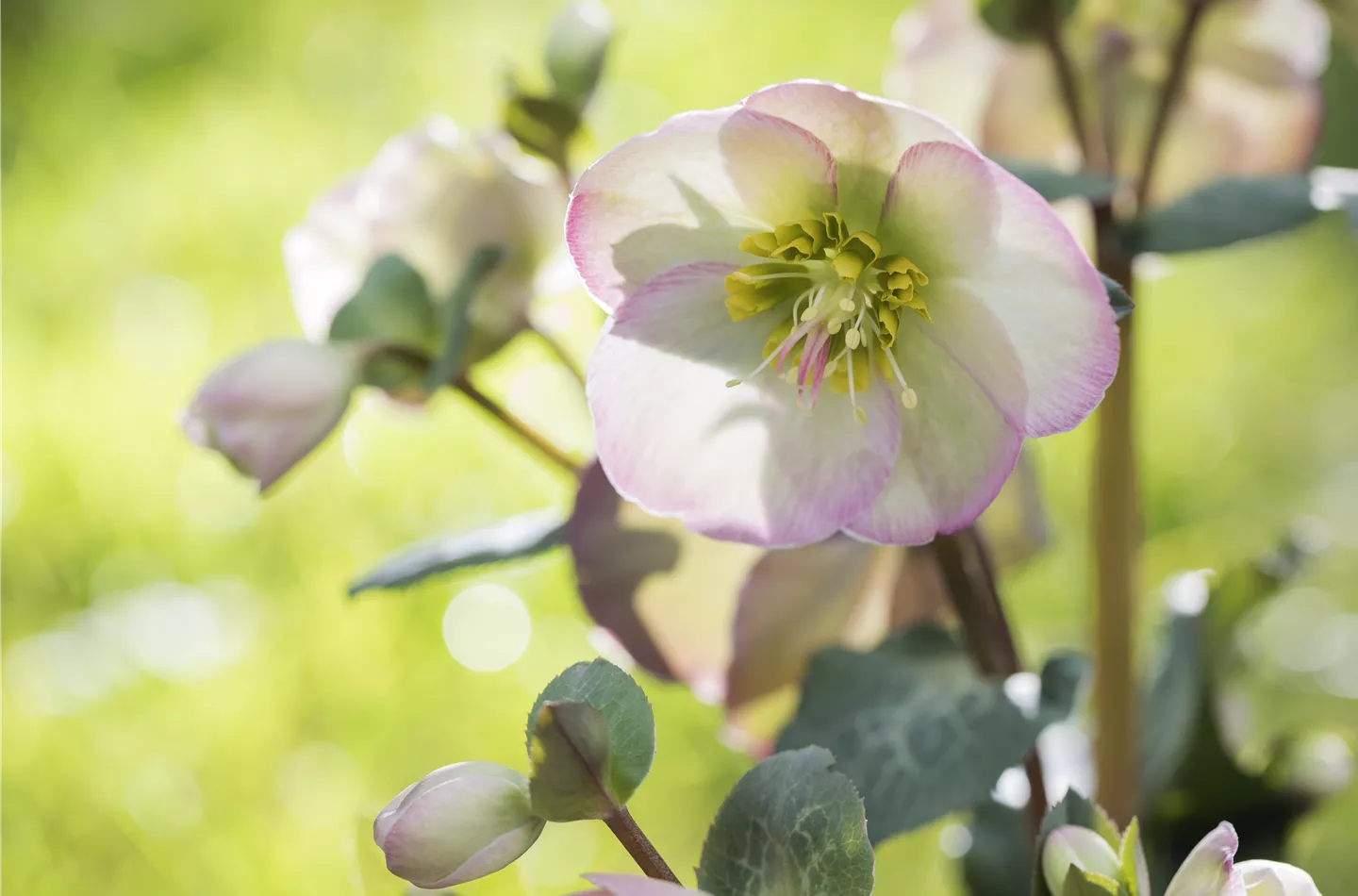 Fleur primeur - zarte Frühlingsgrüße aus dem Blumengarten